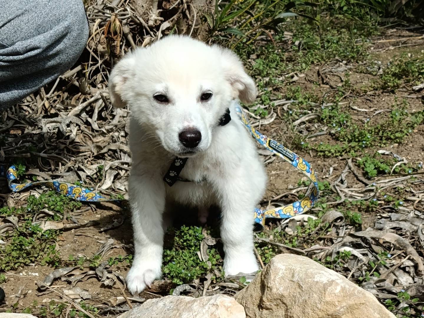 Vuoi adottare un cane a Taranto?
