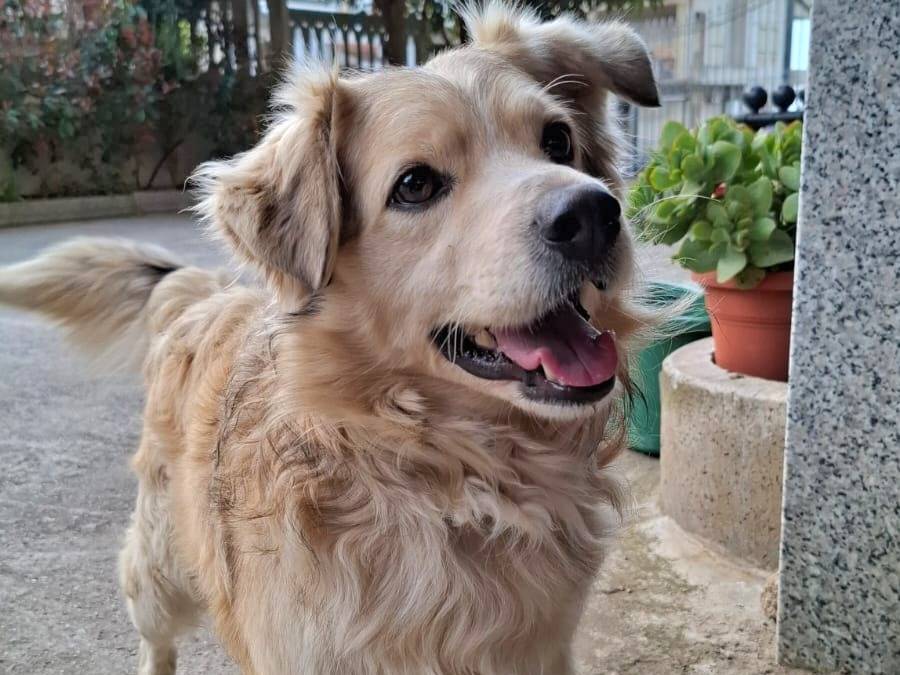Foto dell'animale