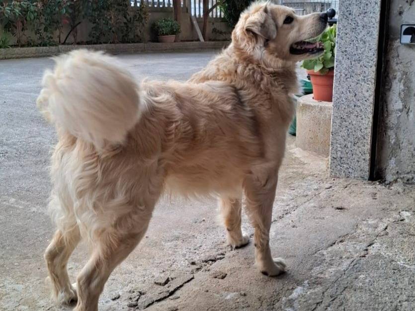 Adotta un cane, maschio, 6 anni , Vibo