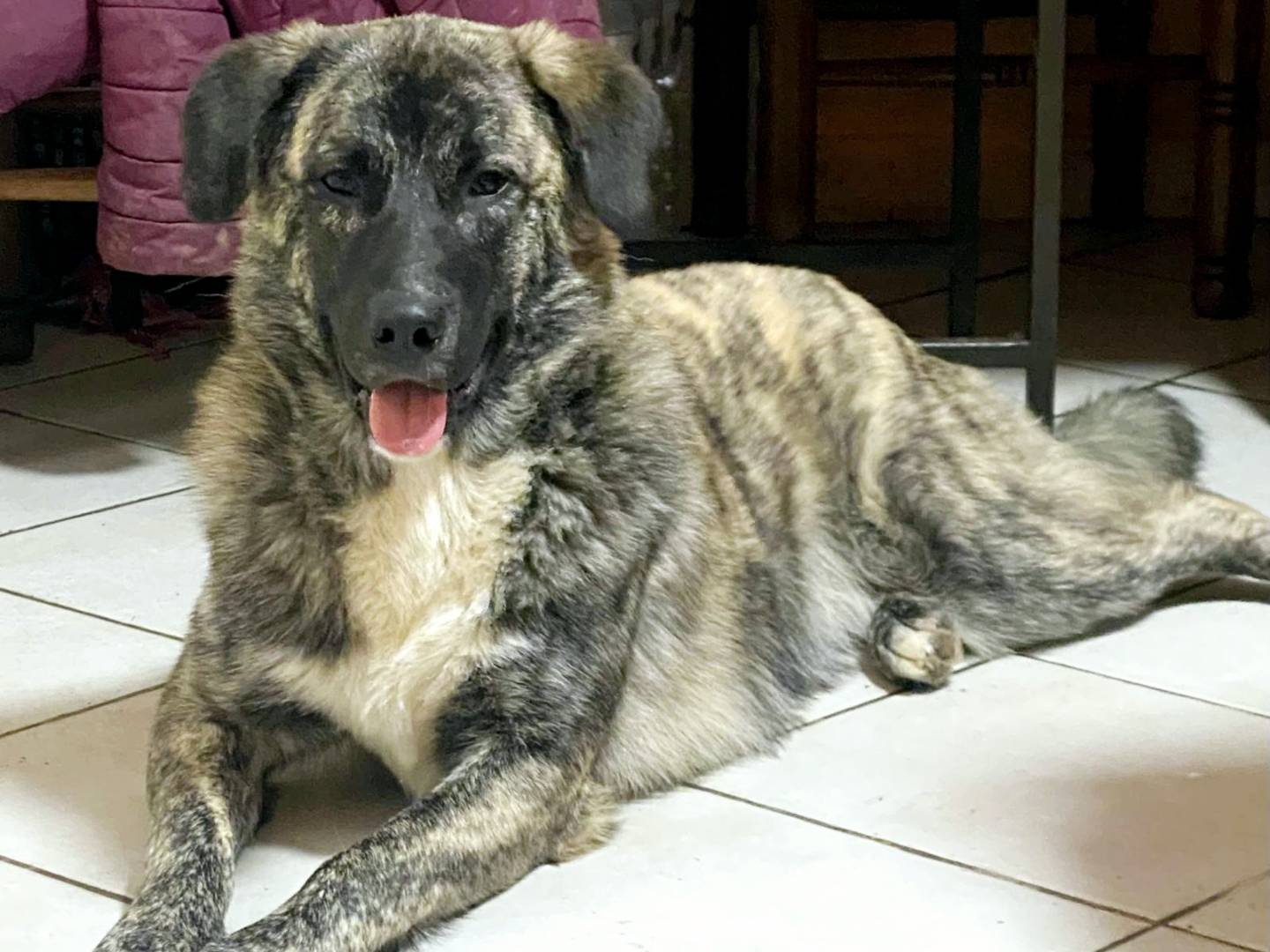 Adotta un cane, maschio, 11 mesi, Milano