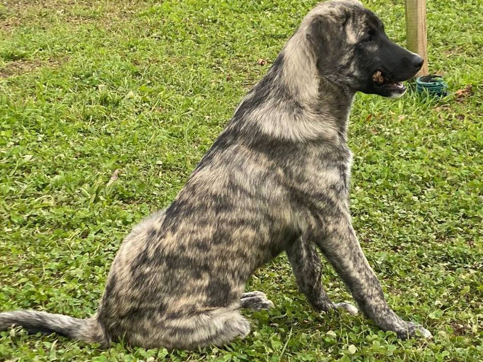 Adotta un cane, taglia grande, maschio, Milano