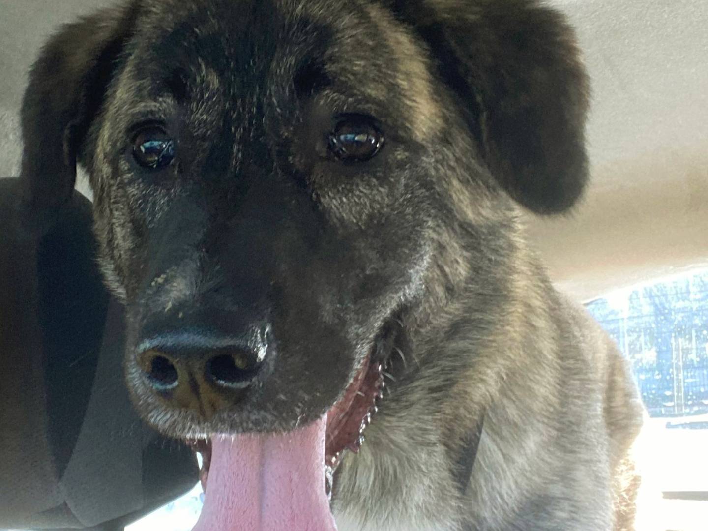 Vuoi adottare un cane a Milano?