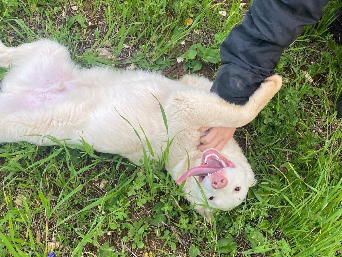 Foto dell'animale