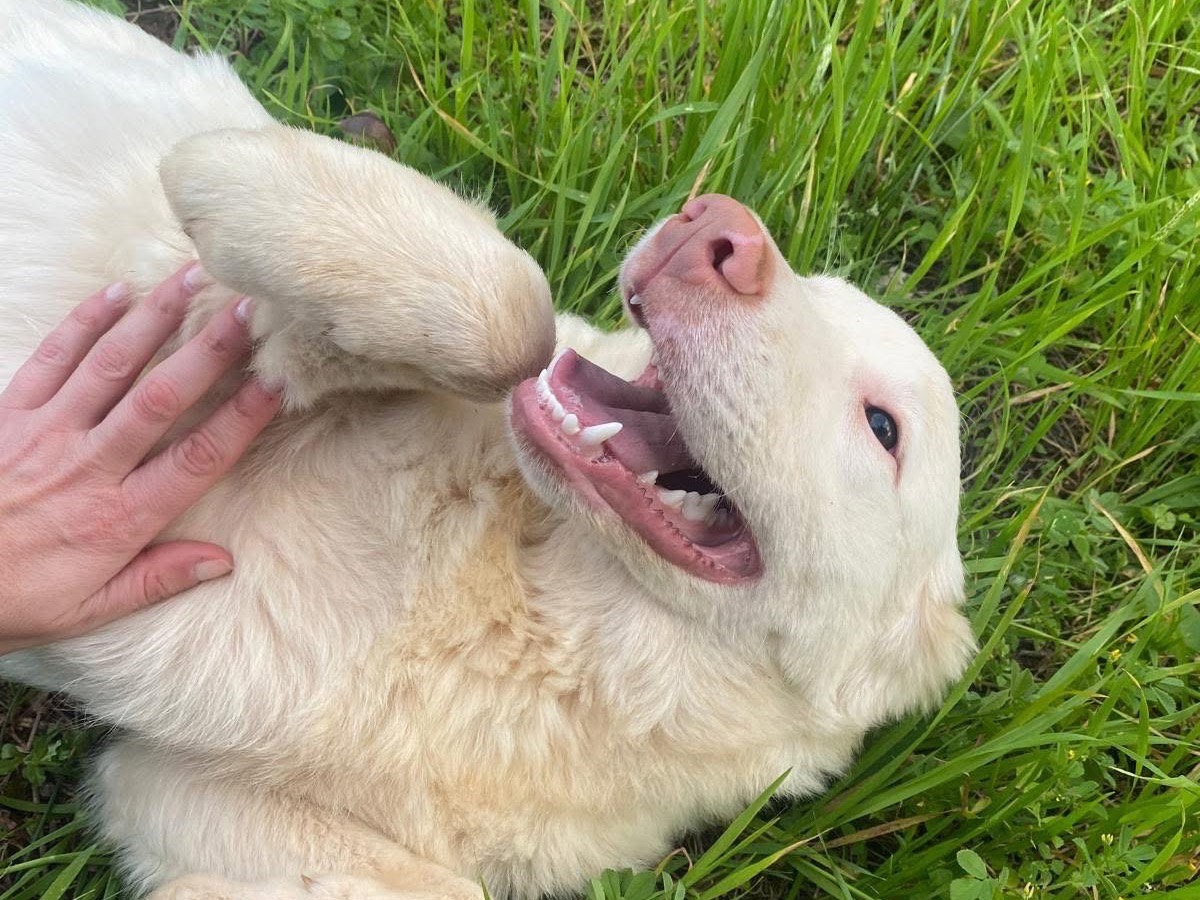 Adotta un cane, maschio, 5 mesi, Bari