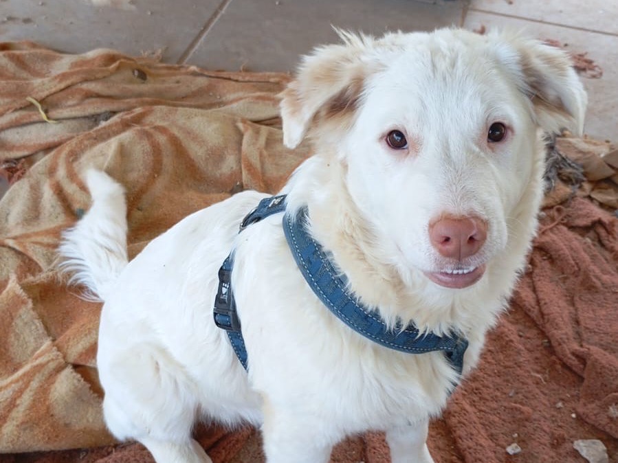 Adotta un cane, taglia grande, maschio, Bari