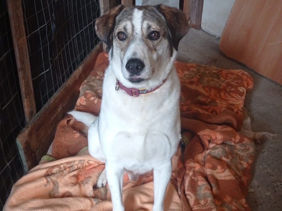 Adotta un cane, maschio, 3 anni  e 3 mesi , Siracusa
