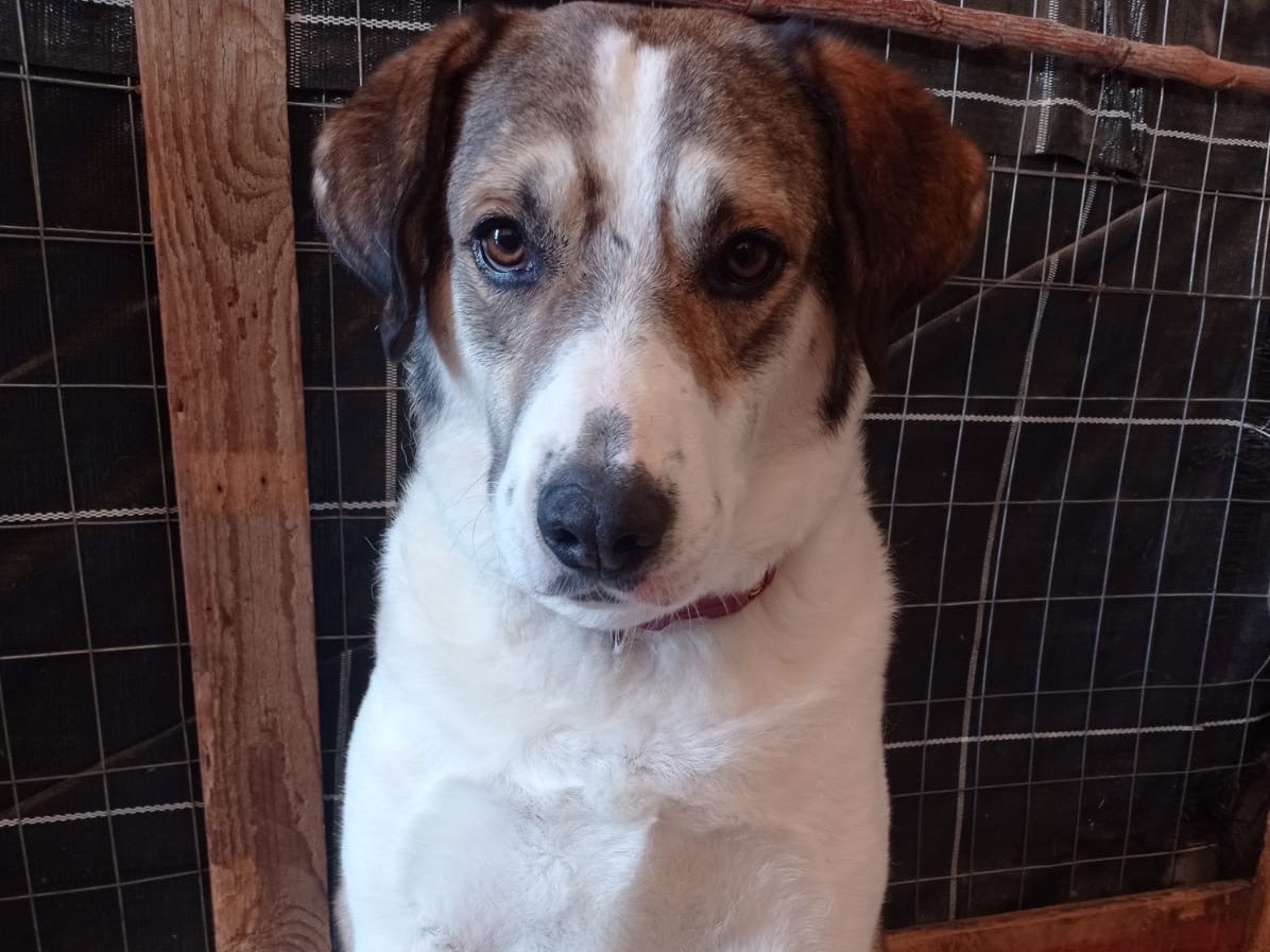 Adotta un cane, taglia gigante, maschio, Siracusa
