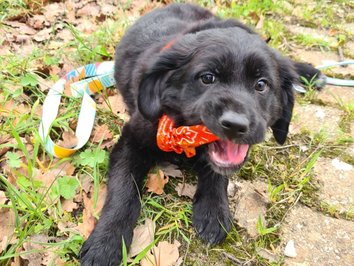 Adozione cane, maschio, Razza sconosciuta Razza sconosciuta, 1 anno e 2 mesi, taglia media, Bari