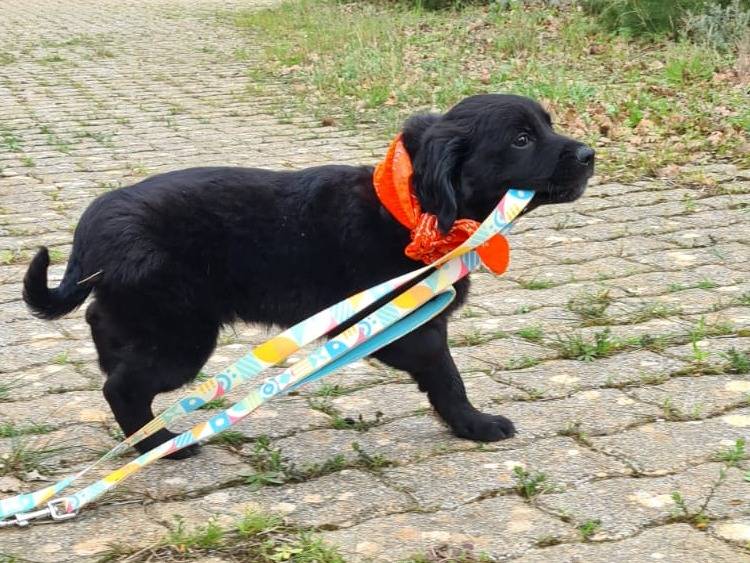 Adotta un cane, maschio, 1 anno e 2 mesi, Bari