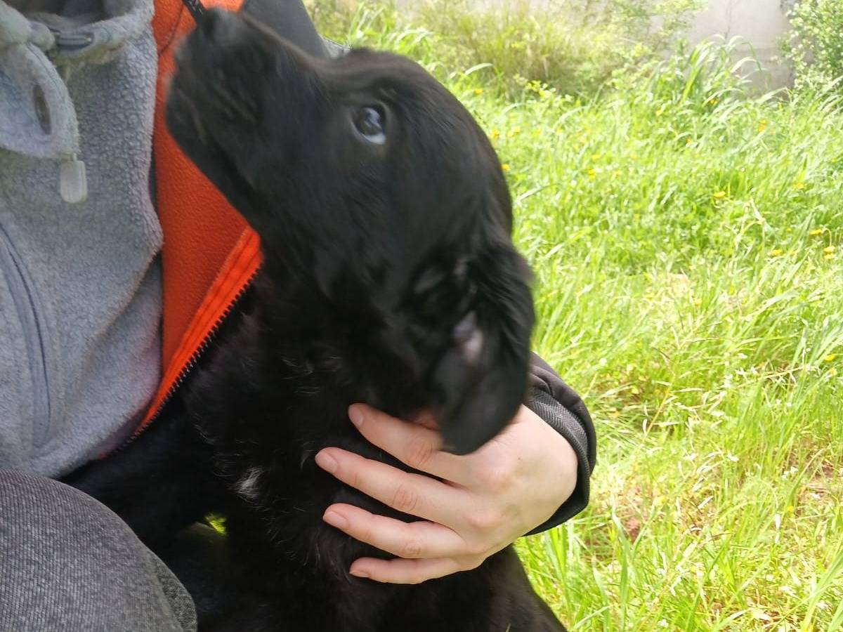 Adotta un cane, taglia media, maschio, Bari