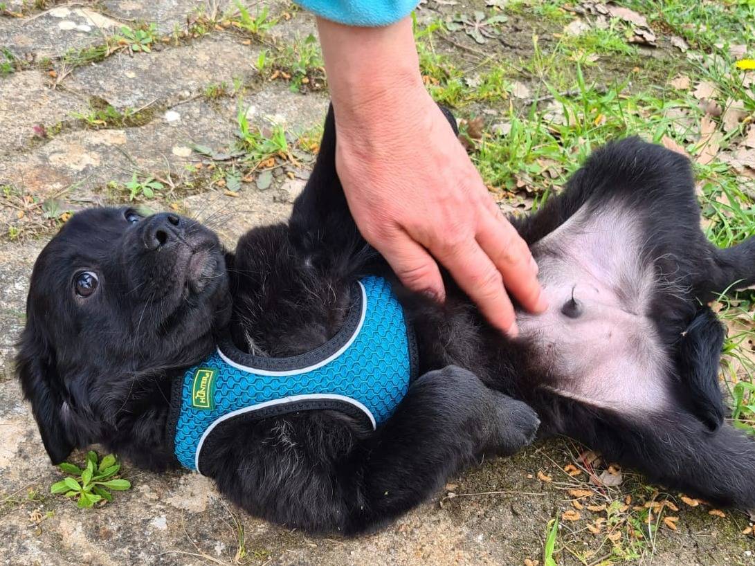 Vuoi adottare un cane a Bari?