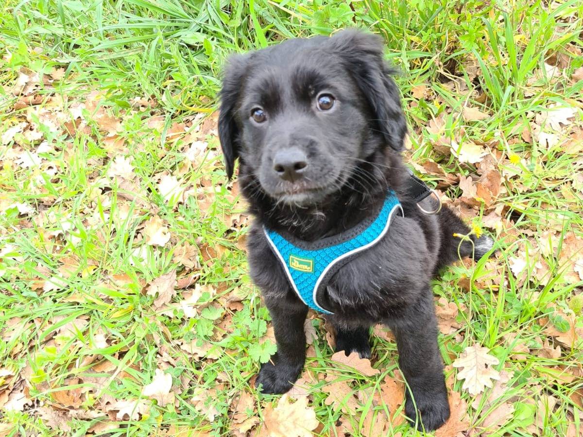 Adotta il cane Ozzy a Bari
