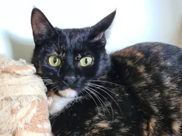 Adotta un gatto, femmina, 1 anno e 1 mese, Bari