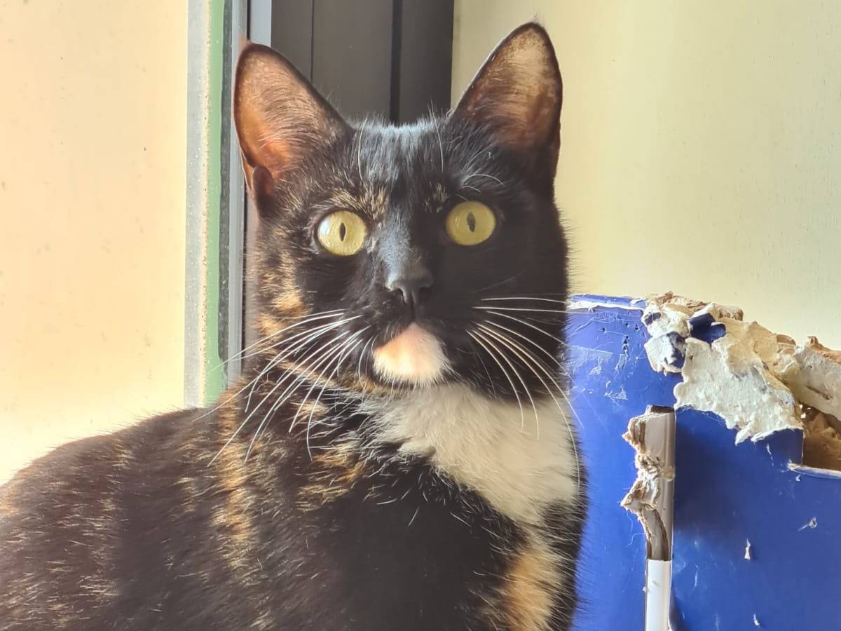 Adotta un gatto, taglia non valida, femmina, Bari