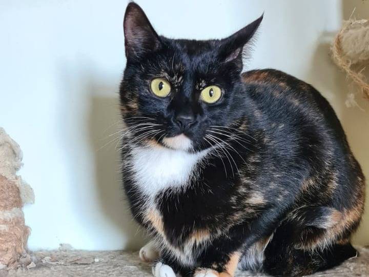 Vuoi adottare un gatto a Bari?