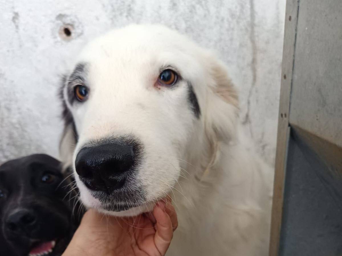 Foto dell'animale
