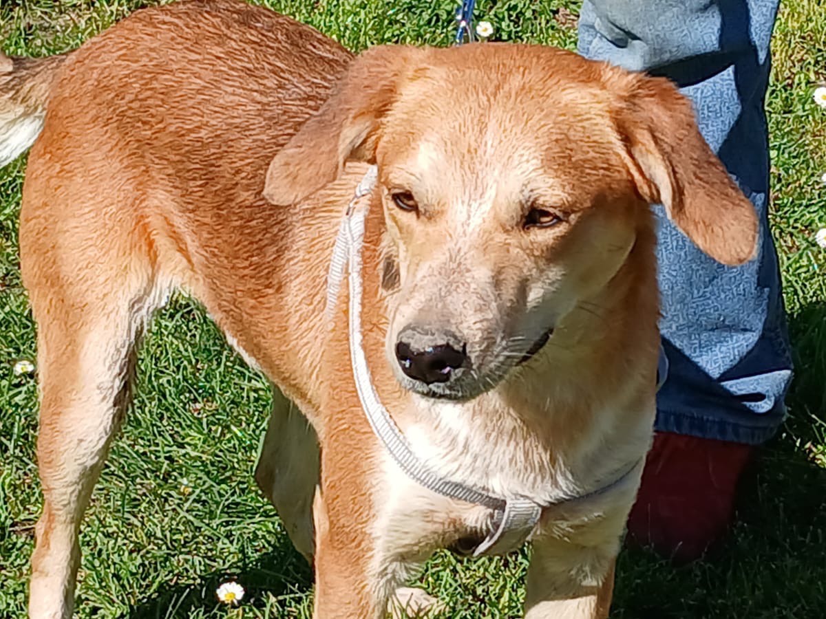 Adotta un cane, maschio, 2 anni, Roma