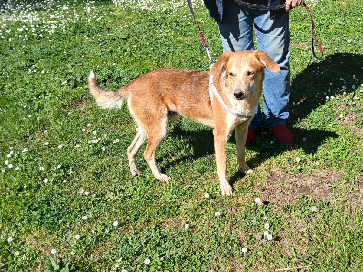 Adotta un cane, taglia media, maschio, Roma
