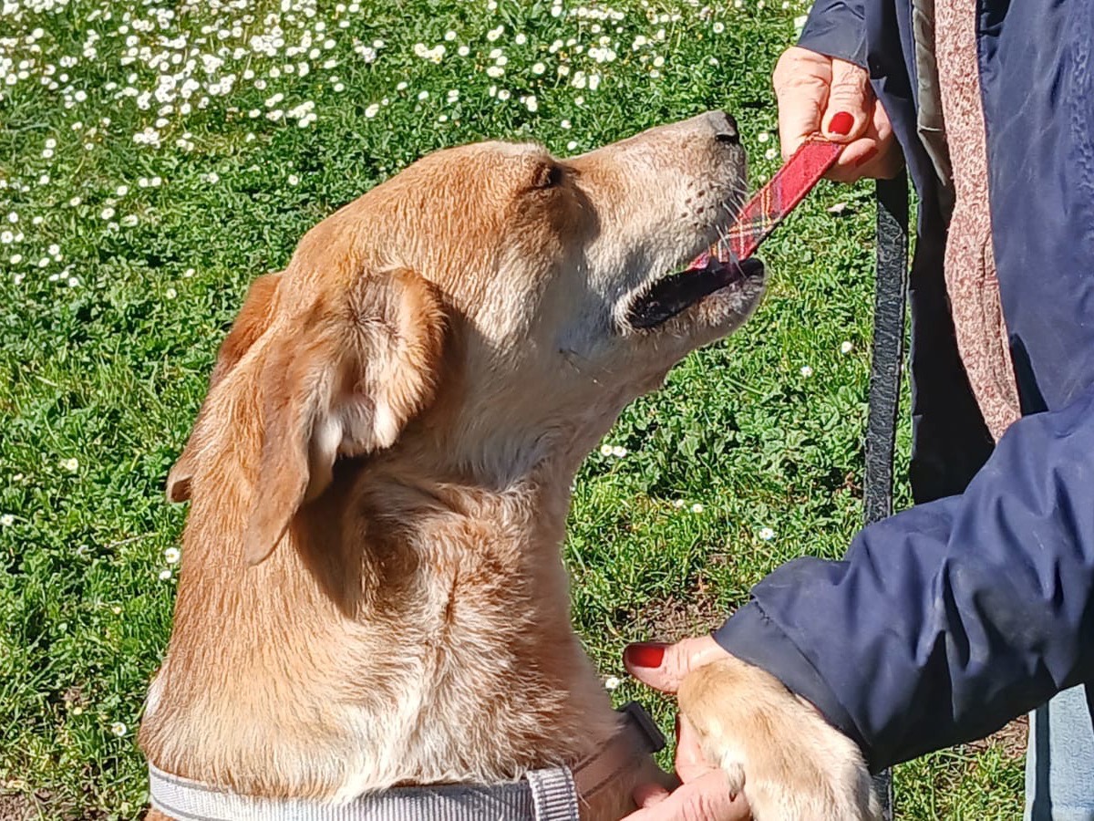 Vuoi adottare un cane a Roma?