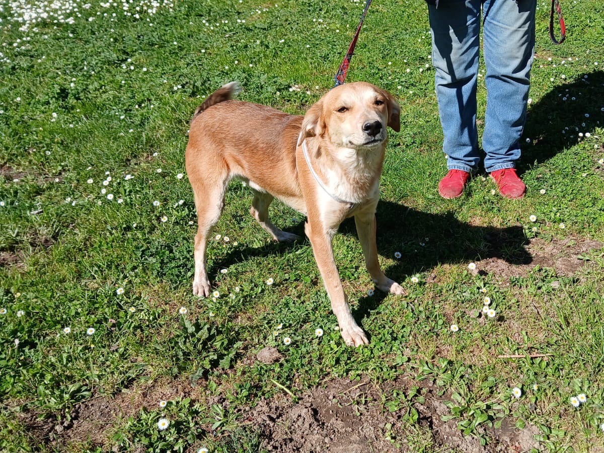 Adotta il cane Poldo a Roma