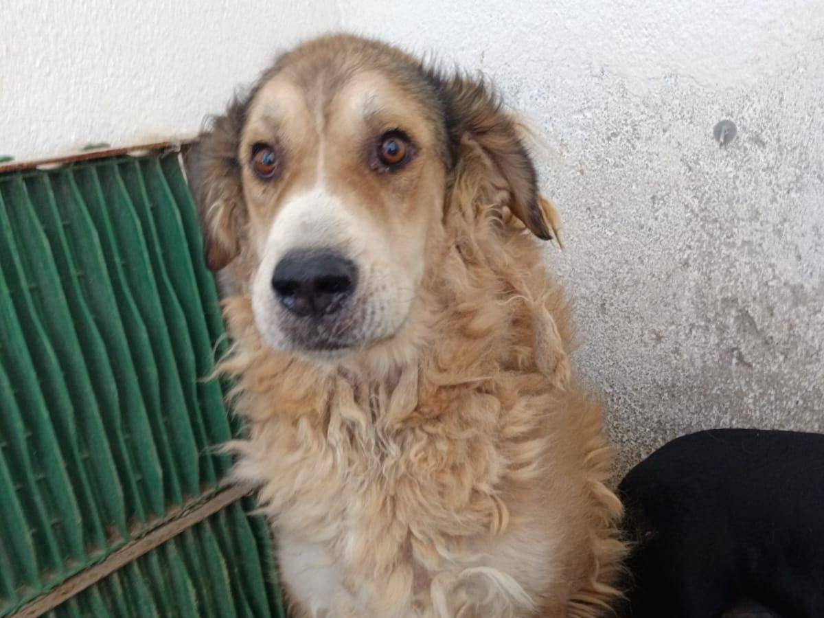 Adozione cane, maschio, Razza sconosciuta Razza sconosciuta, 5 anni e 11 mesi, taglia grande, Crotone
