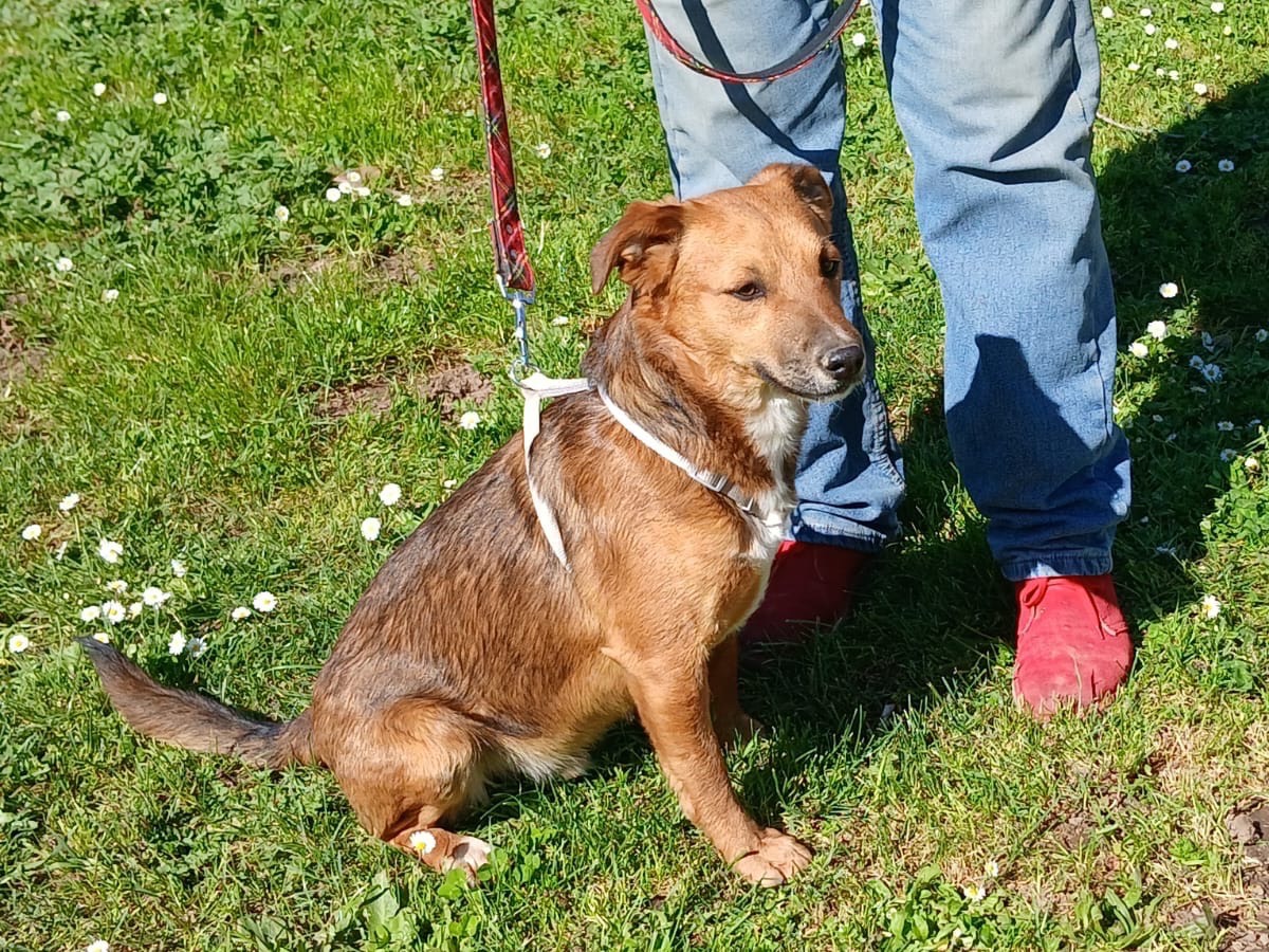 Adozione cane, maschio, Razza sconosciuta Razza sconosciuta, 2 anni, taglia media contenuta, Roma