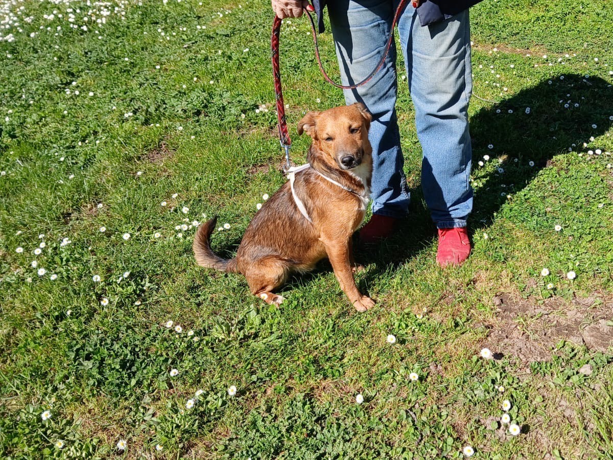 Adotta un cane, maschio, 2 anni, Roma