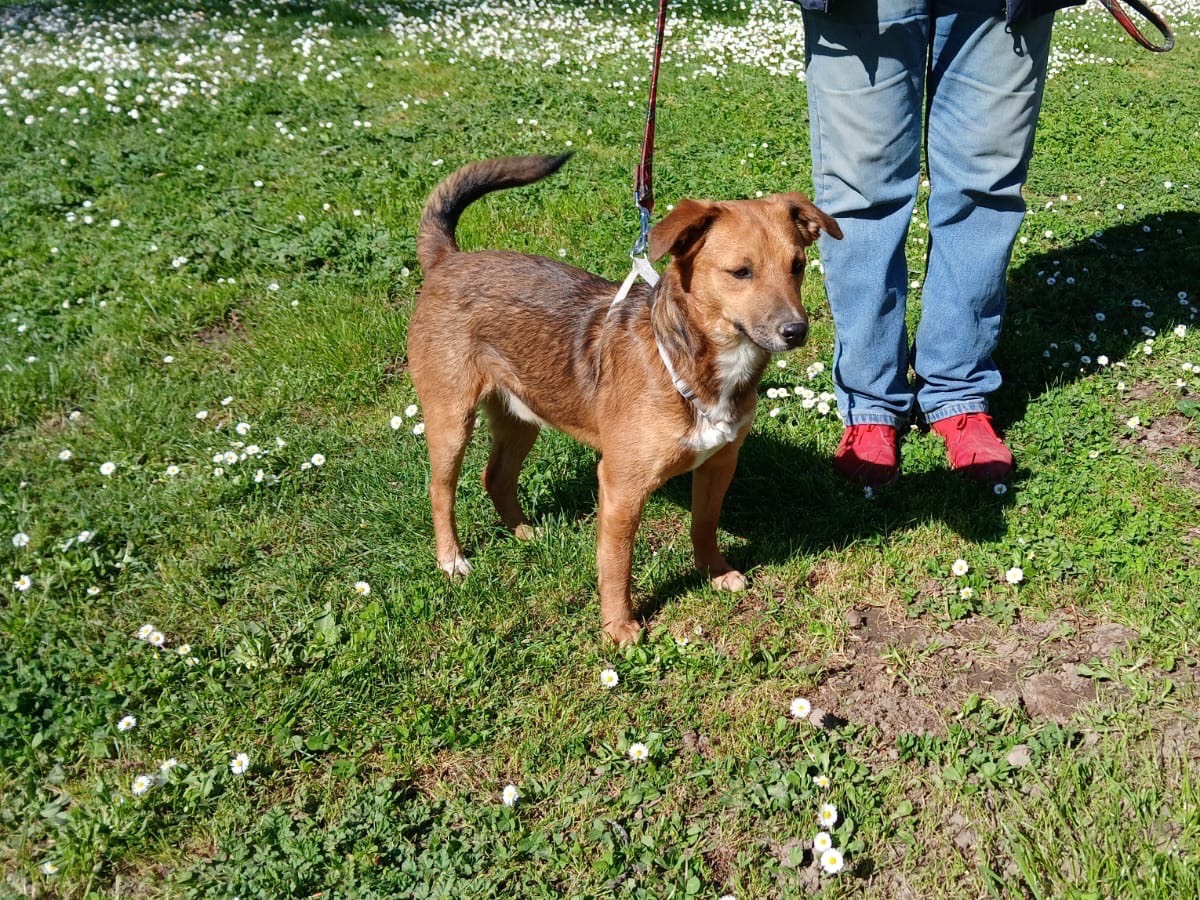 Adotta un cane, taglia media contenuta, maschio, Roma