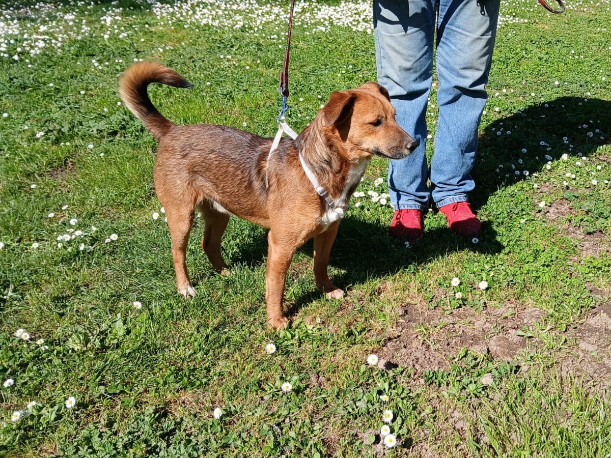 Vuoi adottare un cane a Roma?