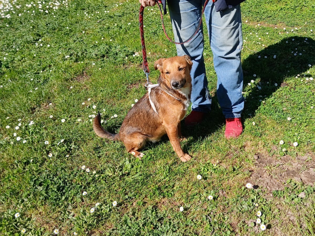 Adotta il cane Pedro a Roma