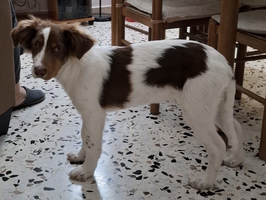 Adotta un cane, maschio, 7 mesi, Salerno