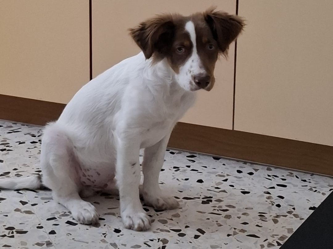 Adotta un cane, taglia media, maschio, Salerno
