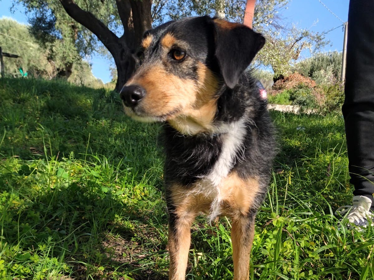 Adotta un cane, femmina, 3 anni  e 3 mesi , Salerno