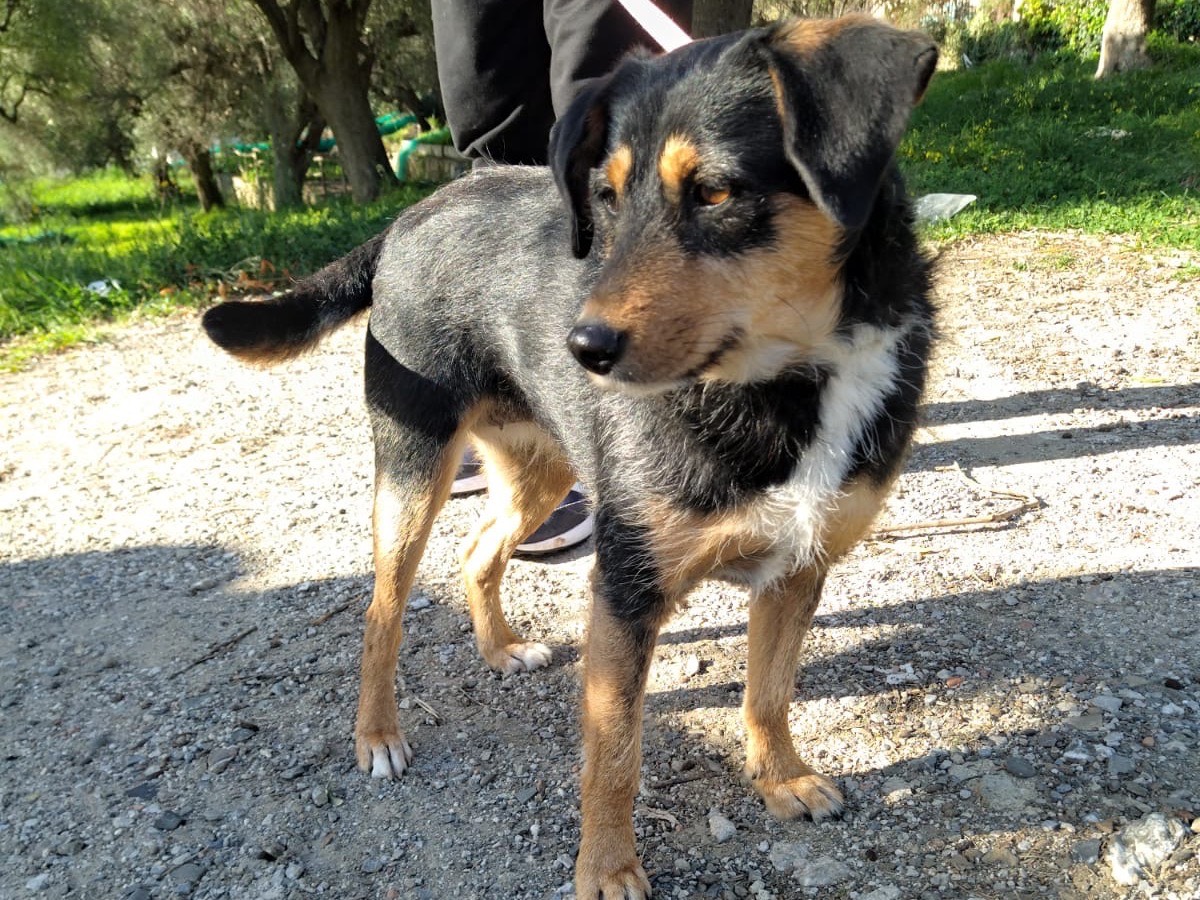 Adotta un cane, taglia media contenuta, femmina, Salerno
