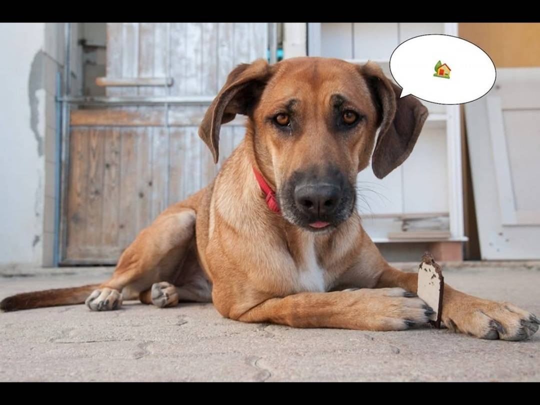 Adozione cane, femmina, Pastore Belga Malinois Razza sconosciuta, 2 anni , taglia media, Teramo