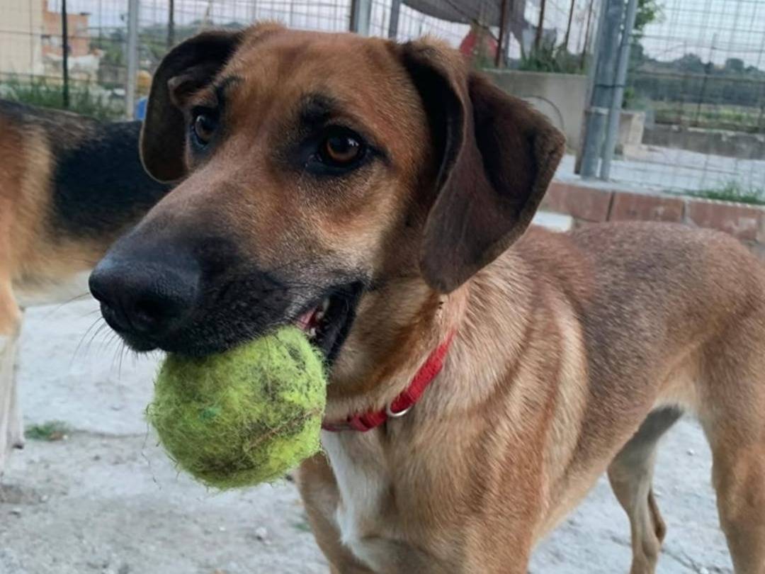 Adotta un cane, femmina, 2 anni , Teramo