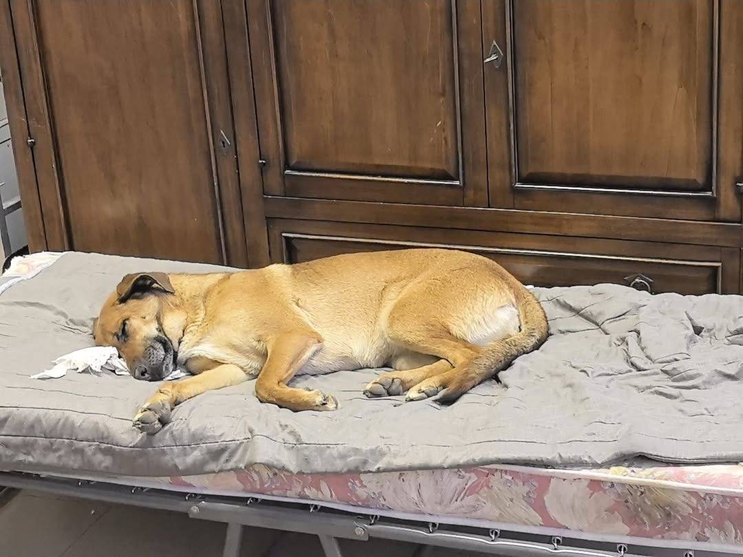 Adotta un cane, taglia media, femmina, Teramo