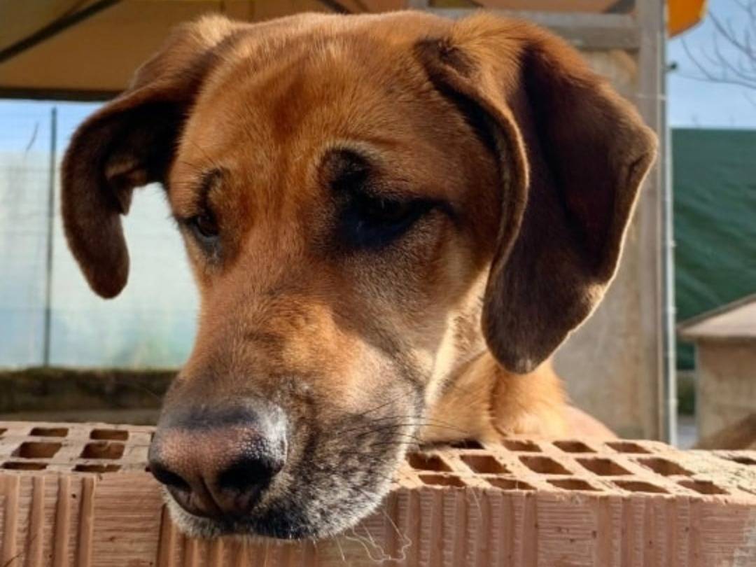 Vuoi adottare un cane a Teramo?