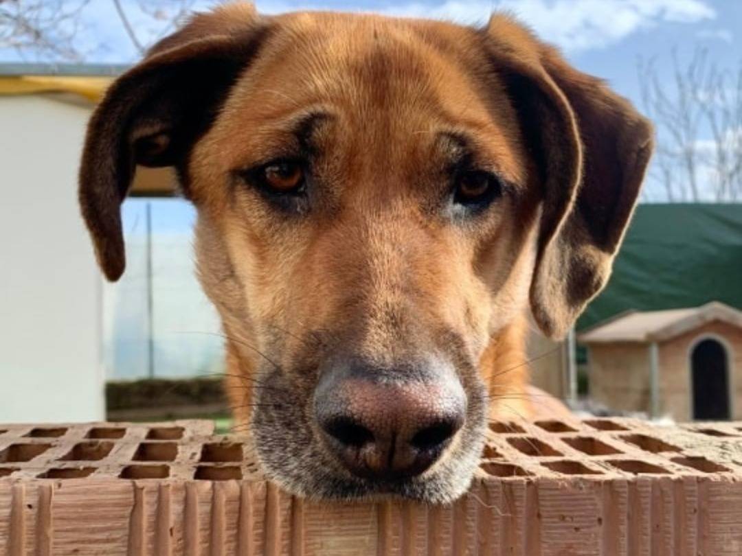 Adotta il cane Tappa a Teramo