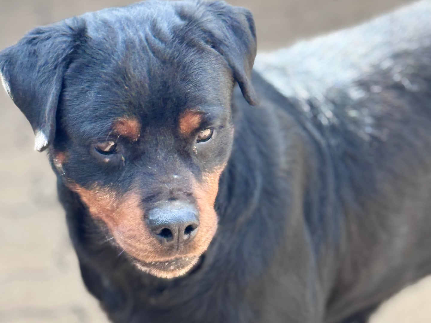 Adotta un cane, femmina, 3 anni  e 5 mesi , Reggio