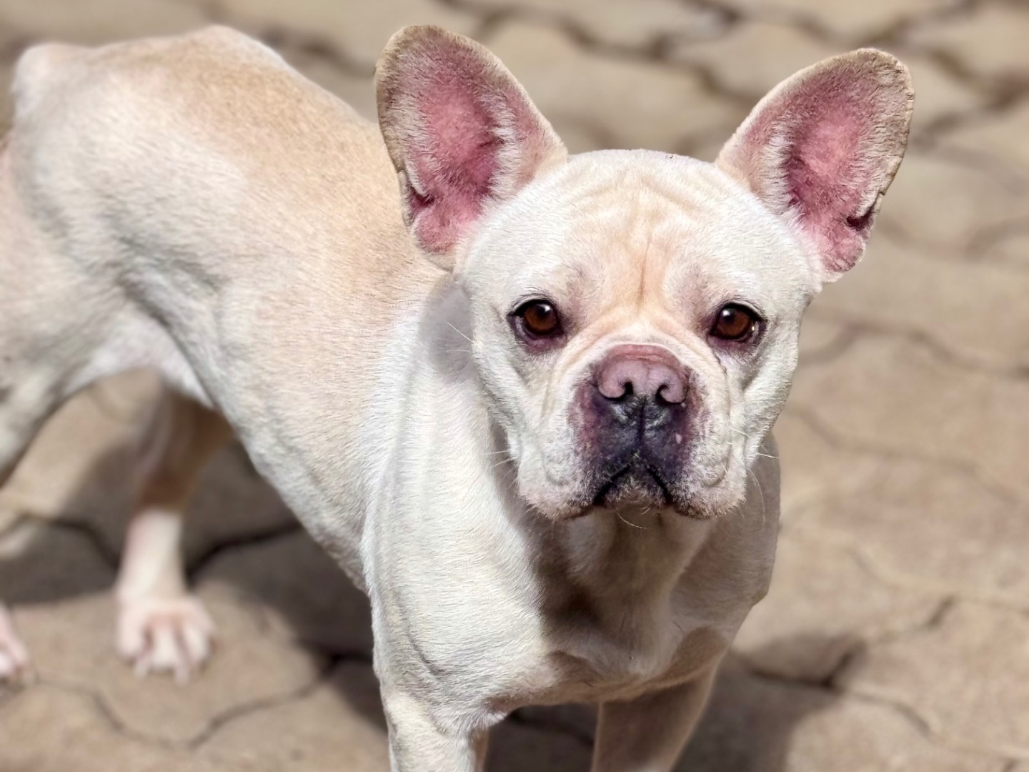 Adozione cane, femmina, Bulldog francese Razza sconosciuta, 1 anno e 1 mese, taglia media contenuta, Reggio