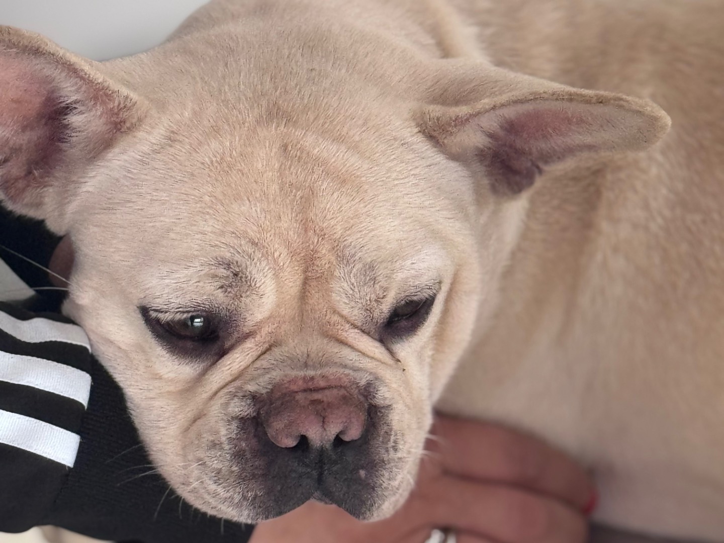 Adotta un cane, femmina, 1 anno e 1 mese, Reggio