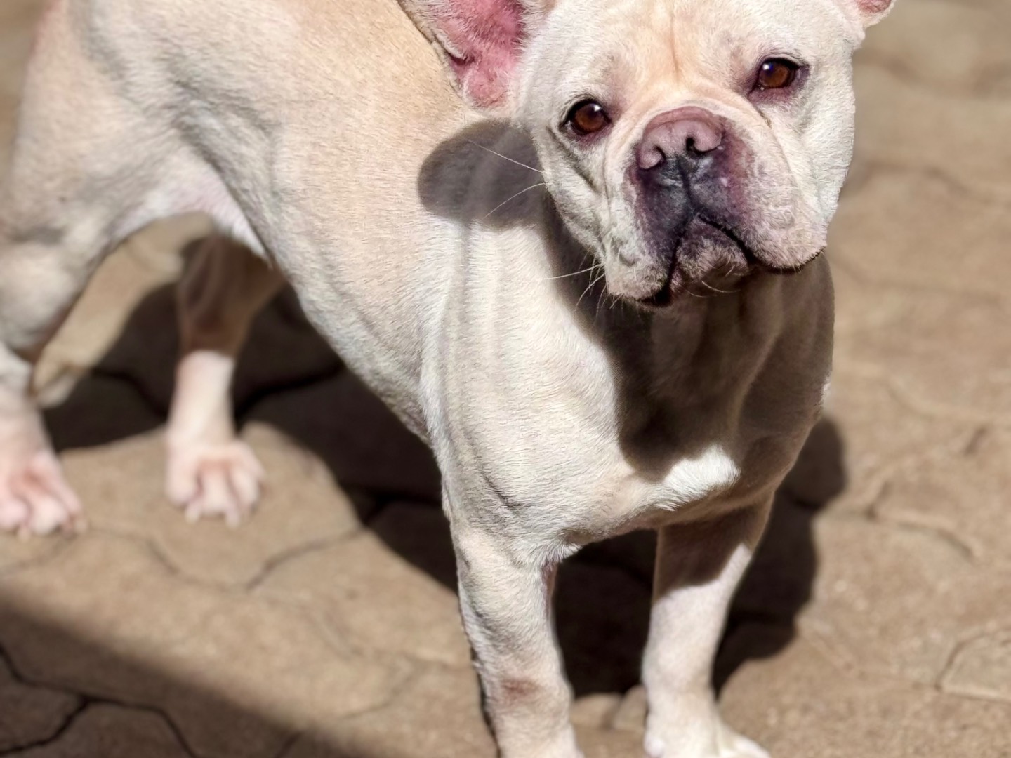 Adotta un cane, taglia media contenuta, femmina, Reggio