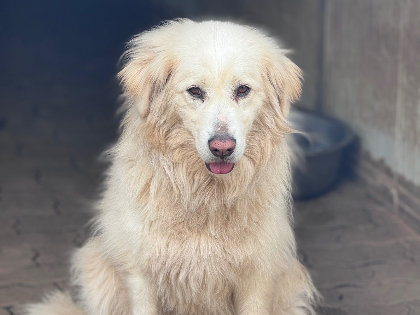 Adotta un cane, taglia media, femmina, Reggio