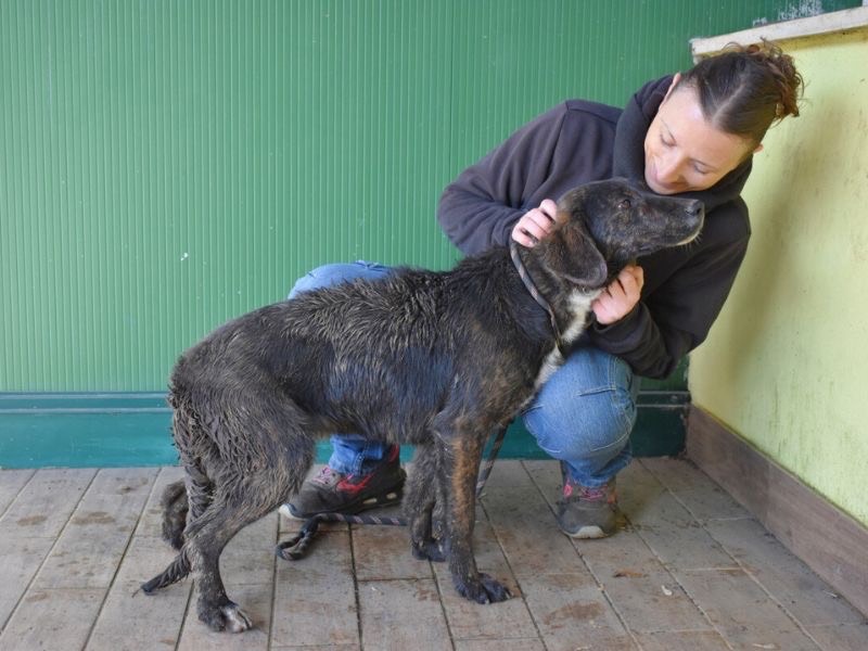 Adotta un cane, maschio, 10 mesi, Roma