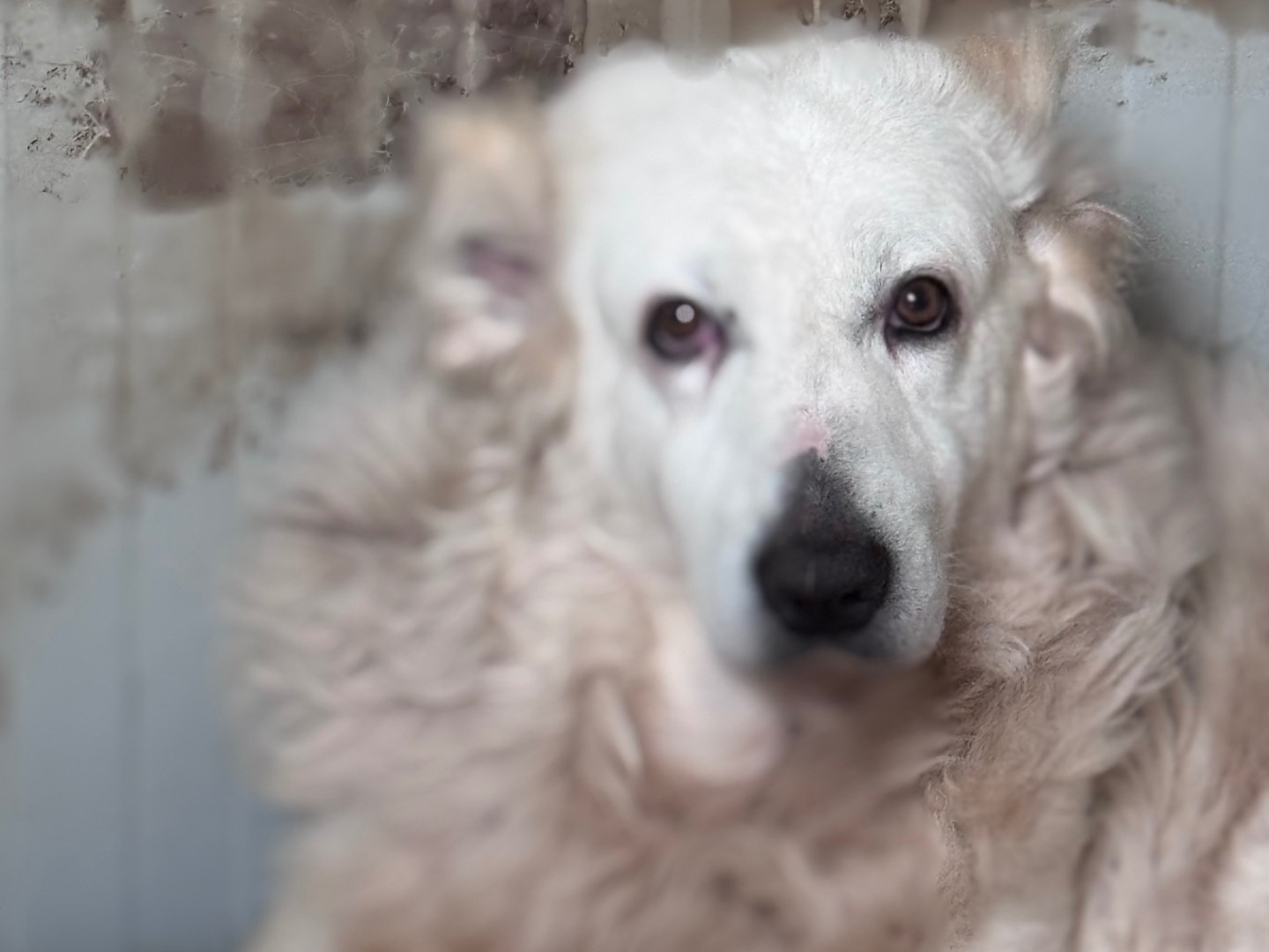Adotta un cane, maschio, 6 anni  e 3 mesi , Reggio