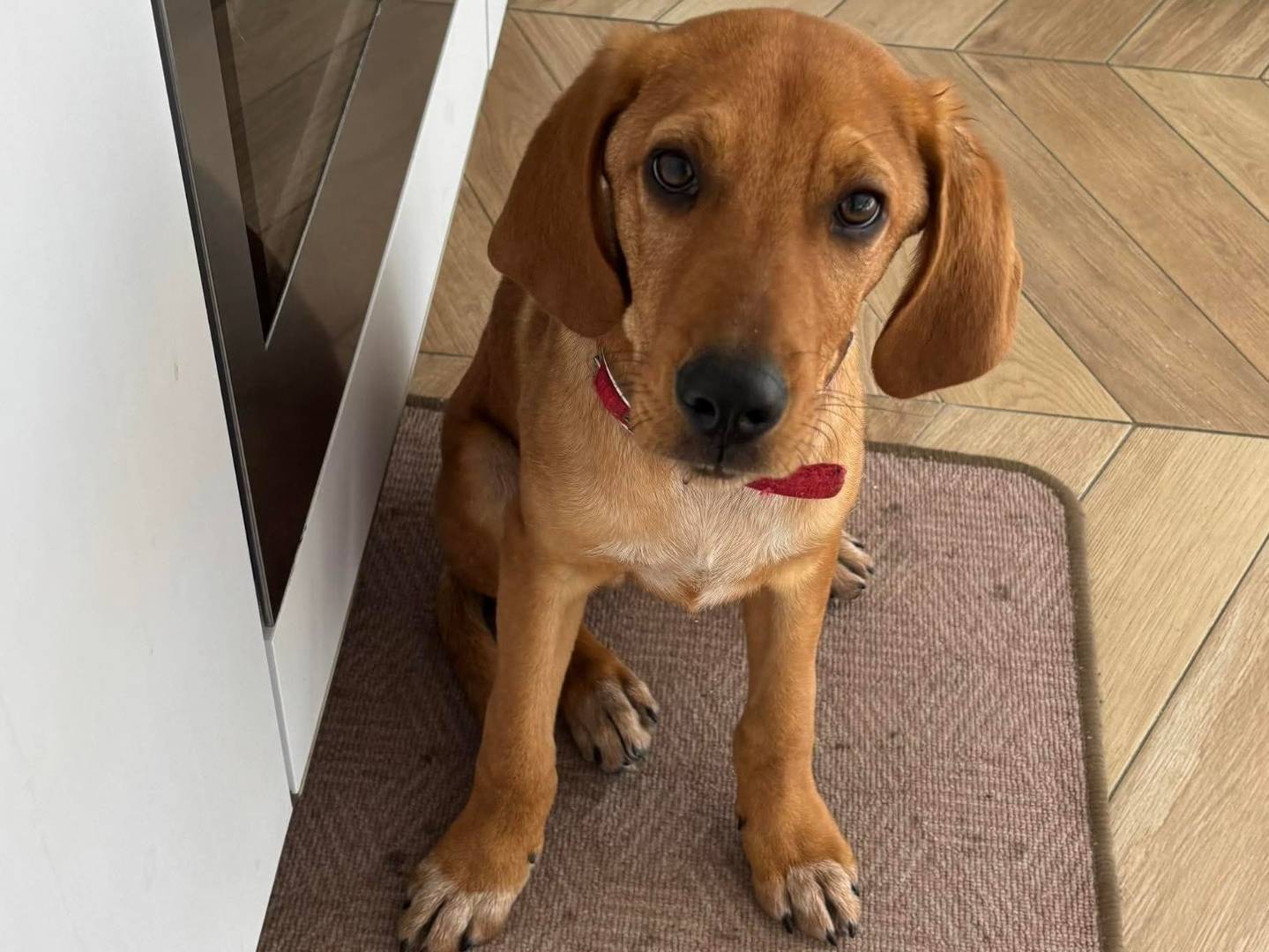 Adozione cane, maschio, Segugio Razza sconosciuta, 1 anno e 8 mesi, taglia media contenuta, Messina