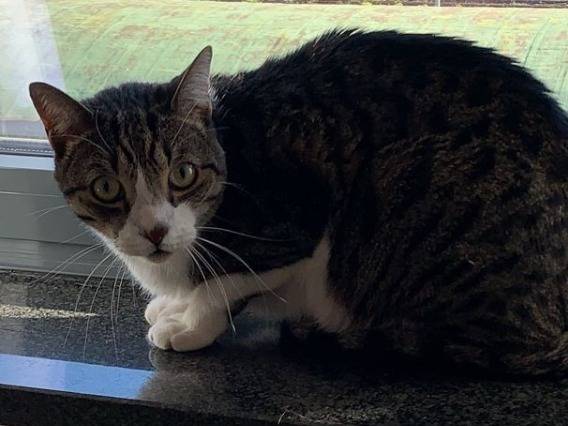 Adotta un gatto, maschio, 3 anni  e 11 mesi , Napoli