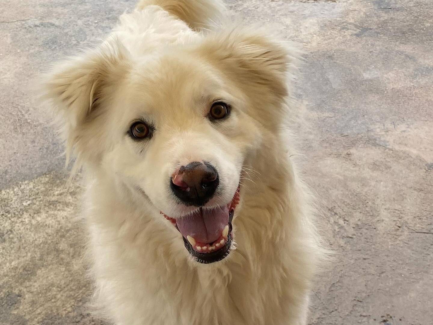 Foto dell'animale