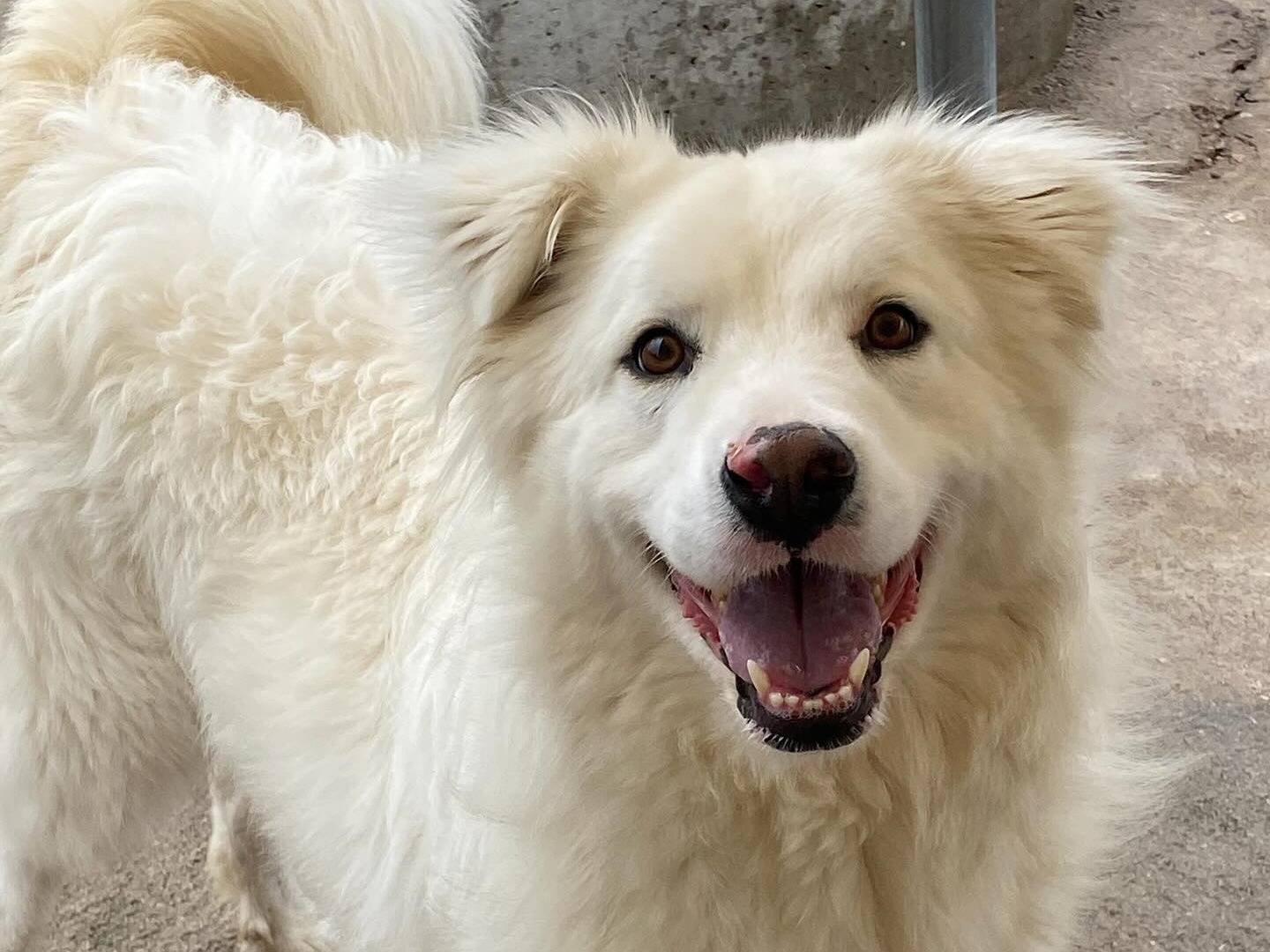 Adotta un cane, femmina, 3 anni  e 3 mesi , Latina